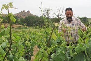 Bodegas Abel Mendoza