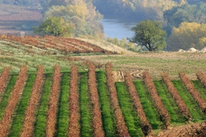 Bodegas Sierra Cantabría ILOVEWINE